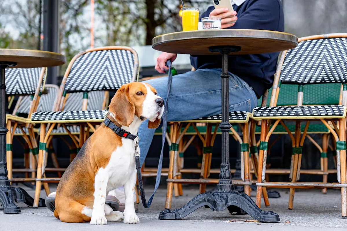 Barrios pet friendly de Buenos Aires: dónde conviene vivir con mascota