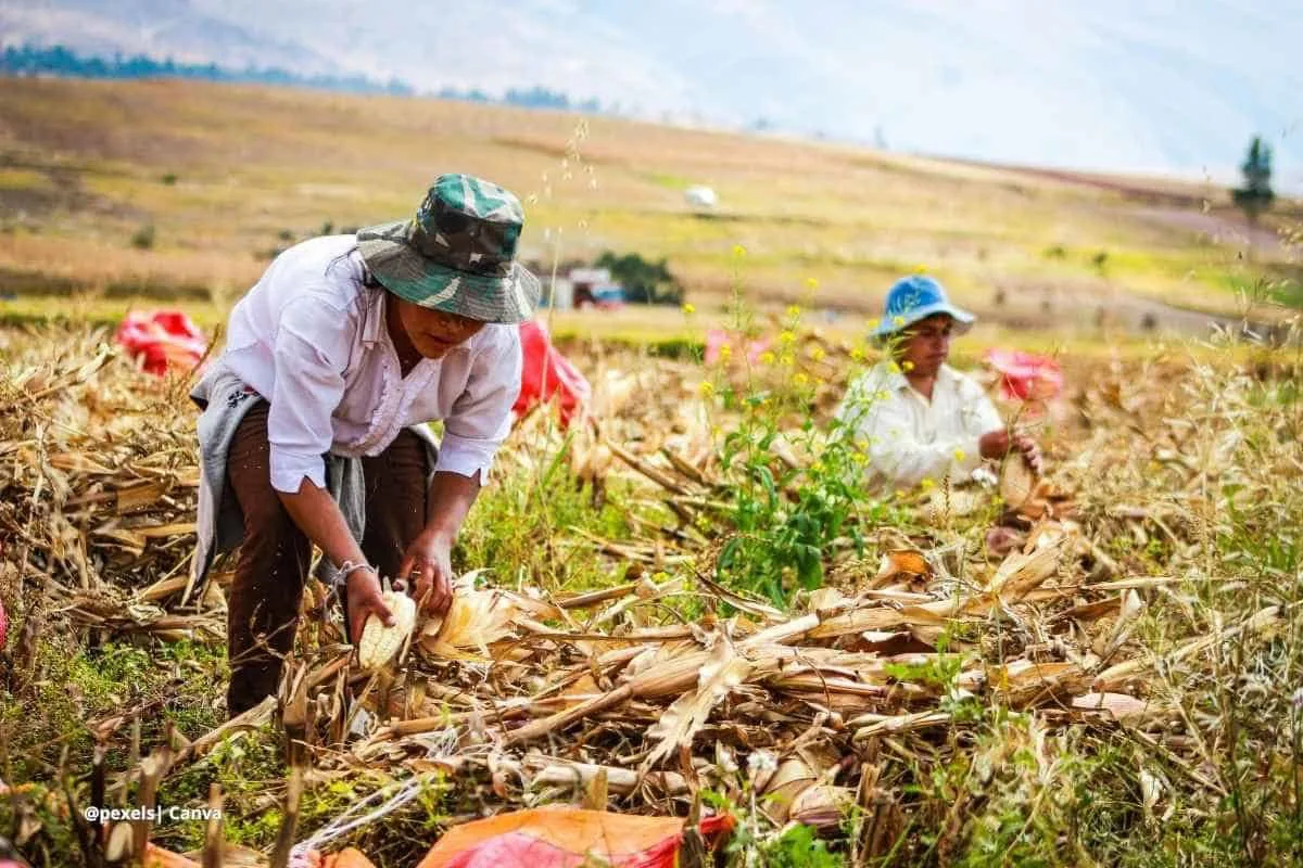 Cómo afecta el fin del decreto de trabajo rural temporario a los planes sociales