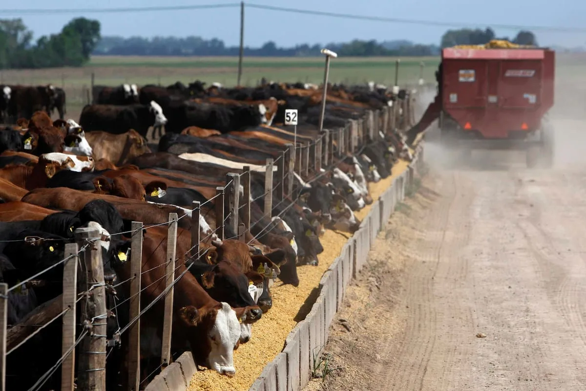 Cómo inscribirte al II Curso de Posgrado en Producción y Nutrición de Bovinos de Carne