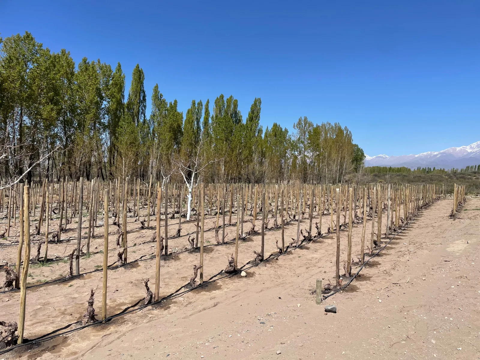 VINEYARD IN UCO VALLEY