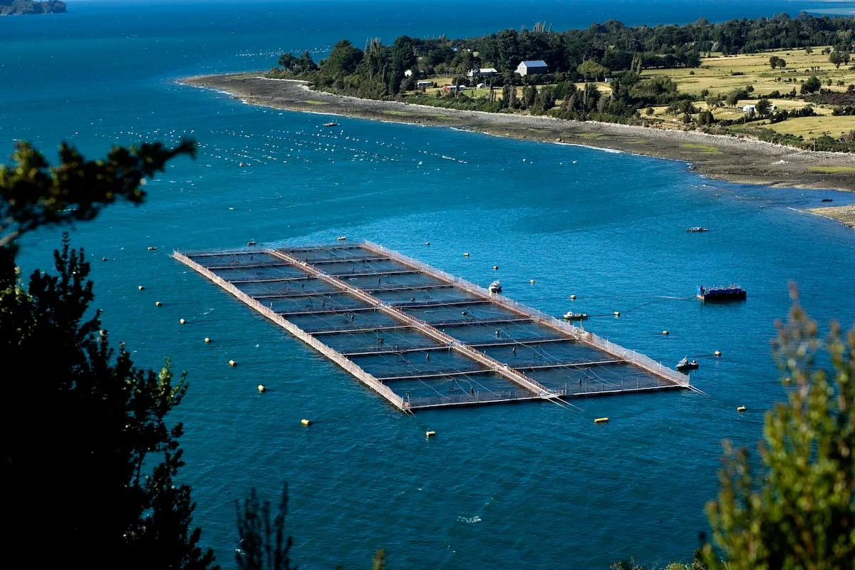 Cómo una pyme santafesina exporta subproductos para alimento de salmones a Chile