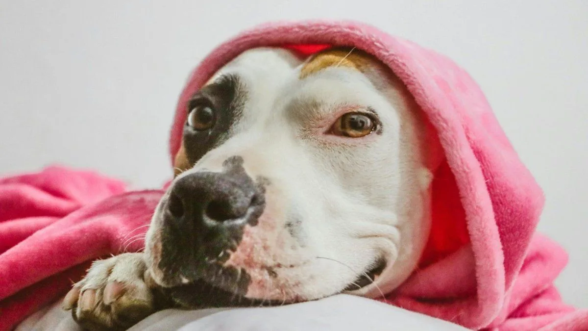 Cuánto sale un comedero automático para mascotas y cuándo conviene